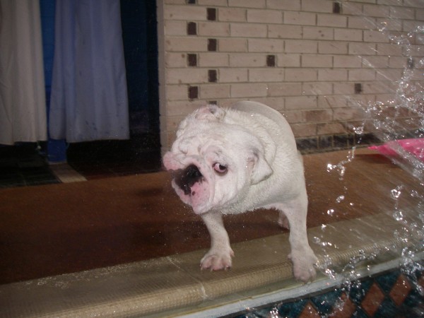 Roxy the Bulldog by the pool Jason Moran England, UK